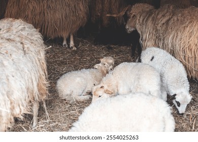 Lambs resting peacefully on a bed of straw against a rustic brick wall in a cozy barn. Their calm demeanor and natural setting embody the simplicity of rural farm life. - Powered by Shutterstock