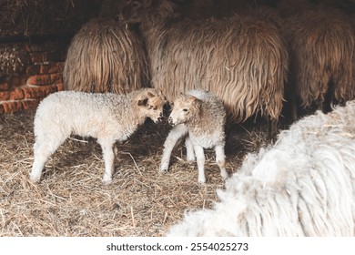 Lambs resting peacefully on a bed of straw against a rustic brick wall in a cozy barn. Their calm demeanor and natural setting embody the simplicity of rural farm life. - Powered by Shutterstock