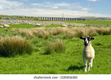 Lambs At Ribblesdale In Yorkshire Dales