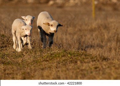 Lambs running