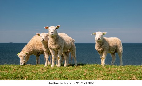 Lambs and Sheep on the dutch dike by the lake IJsselmeer, Spring views, Netherlands Sheeps in a meadow on green grass. Netherlands Noordoospolder - Powered by Shutterstock