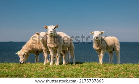 Lambs and Sheep on the dutch dike by the lake IJsselmeer, Spring views, Netherlands Sheeps in a meadow on green grass. Netherlands Noordoospolder