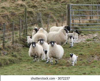 Lambs Sheep Running Across Field 260nw 3072237 
