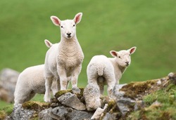 Lambs In Spring Time In Green Field. (Welsh Mountain Sheep.) Snowdonia, Wales, UK
