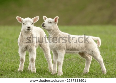 Lambs in Springtime, close up of two cute twin lambs in Springtime, stood in lush green meadow, one facing front, one to the left. Yorkshire Dales, UK. Horizontal. Copy space
