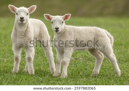 Lambs in Springtime, close up of two cute twin lambs in Springtime, stood in lush green meadow, facing front, one with her tongue poking out. Yorkshire Dales, UK. Horizontal. Copy space