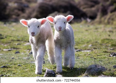 Lambs, WAINUIOMATA COAST, NEW ZEALAND