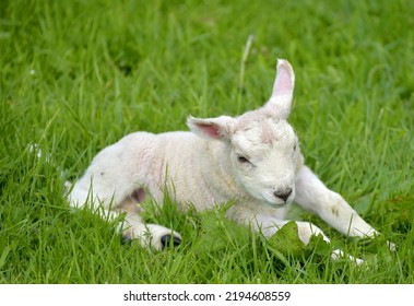 Lambs In Wharfedale Near Buckden