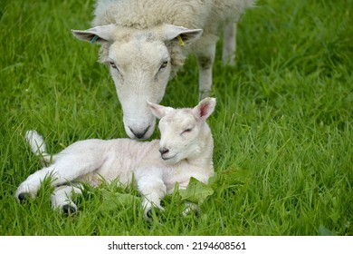 Lambs In Wharfedale Near Buckden