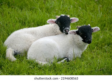 Lambs In Wharfedale Near Buckden