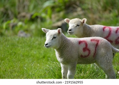 Lambs In Wharfedale, Yorkshire Dales