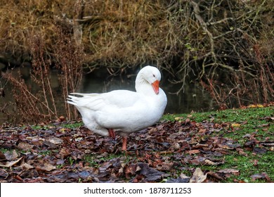 Lame Duck In The Park