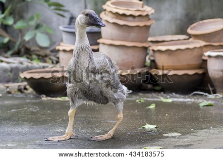 Lame goose standing on the cement floor .