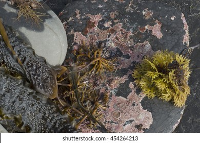 Laminaria Digitata Lamouroux.