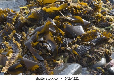 Laminaria Digitata Lamouroux.