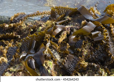 Laminaria Digitata Lamouroux.