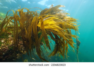 Laminaria kelp brown algae foliage underwater in the ocean, Eastern Atlantic, Spain, Galicia - Shutterstock ID 2206823023