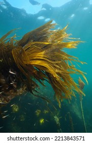 Laminaria kelp seaweed foliage, brown alga underwater in the ocean, Eastern Atlantic, Spain, Galicia - Shutterstock ID 2213843571