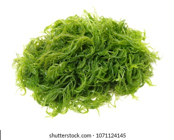 55,420 Algae white background Images, Stock Photos & Vectors | Shutterstock