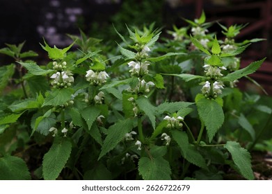 Альбом Lamium, обычно называемый белой крапивой или белой мёртвой крапивой, является цветковым растением в семействе Lamiaceae