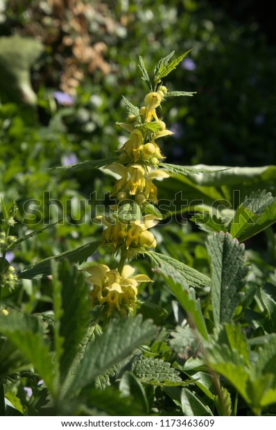 Lamium Galeobdolon Yellow Archangel Cottage Garden Royalty Free