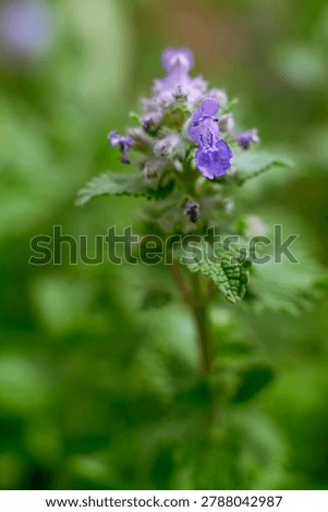 Lamium maculatum showing simultaneous open flowers and unopened calyces