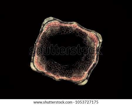 Lamium stem - microscopic cross section cut of a plant stem - dark field