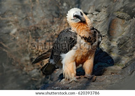 Lammergeier or Bearded Vulture, Gypaetus barbatus, detail portrait of rare mountain bird, sitting on the rock, animal in stone habitat, Morocco. Rare bird in the nature habitat.
