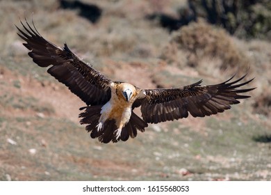 Gypaetus Barbatus Imagenes Fotos De Stock Y Vectores Shutterstock