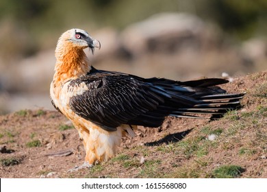 Gypaetus Barbatus High Res Stock Images Shutterstock