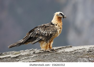 Gypaetus Barbatus High Res Stock Images Shutterstock