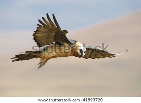 Lammergeyer or Bearded Vulture (Gypaetus barbatus) in flight looking for prey in South Africa