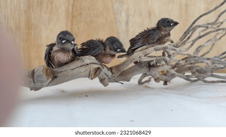 lamongan Indonesia - 22 June 2023, sparrow chicks separated from their parents - Powered by Shutterstock