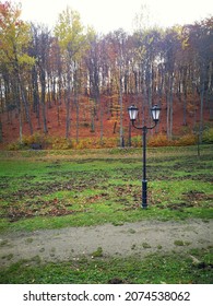 Lamp In Forest. Green Grass And Fallen Leaves