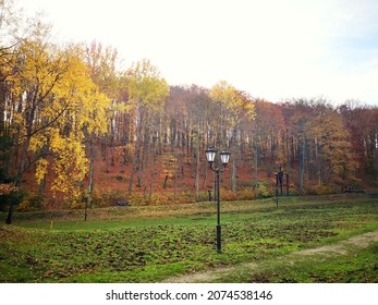 Lamp In Forest. Green Grass And Fallen Leaves