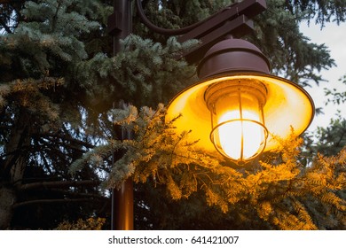 A Lamp Illuminates A Pine Tree At Dusk In Edina, Minnesota.