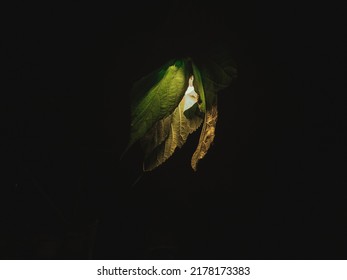 lamp out of leafs