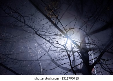 Lamp post shining through tree's branches in fog. Street light's beam in foggy night. Dense fog.