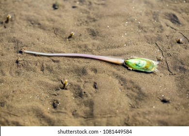 Lamp shell (Haipakeped or root shell)Live on Dutch beach at Don Hoi Lot,Samut Songkhram Province,Thailand