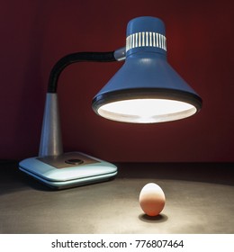 The Lamp Warms The Egg Of A New Business Idea. Picture Is The Concept Of An Incubator Of Ideas And Creative Method For Startup