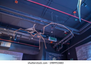 Lampang, Thailand - Feb 24, 2021: A Fossil Of Pteranodon Hanging On Ceiling At Lampang Fossil Geology And Natural Science Museum.