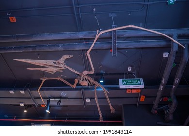 Lampang, Thailand - Feb 24, 2021: A Fossil Of Pteranodon Hanging On Ceiling At Lampang Fossil Geology And Natural Science Museum.