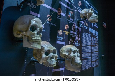 Lampang, Thailand - Feb 24, 2021: Fossil And Human Skull Of Evolution Of Human At Lampang Fossil Geology And Natural Science Museum.