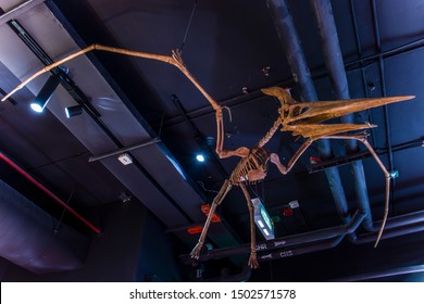 Lampang, Thailand - Sep 10, 2019:  A Fossil Of Pteranodon Hanging On Ceiling At Lampang Fossil Geology And Natural Science Museum.