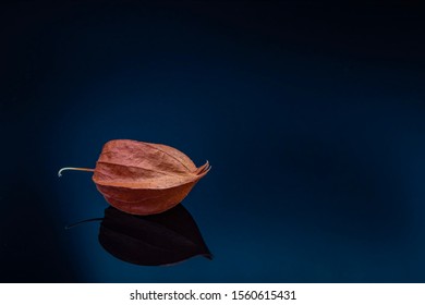 Lampion bloom in a reflexion composition