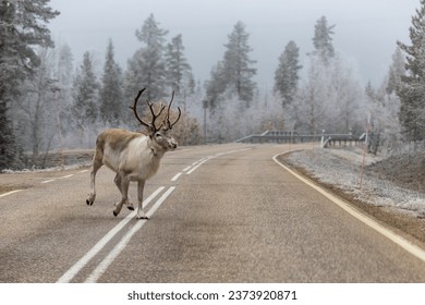 Lampivaara, Finland A large male reindeer with horns galloping on a wintery road.