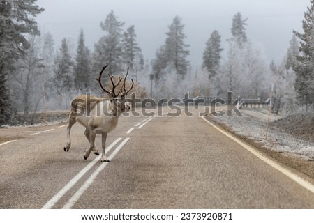 Lampivaara, Finland A large male reindeer with horns galloping on a wintery road.