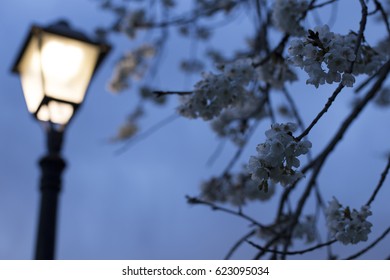 Lamppost
