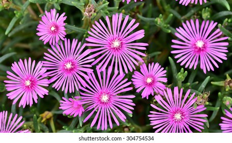 326 Lampranthus spectabilis Images, Stock Photos & Vectors | Shutterstock