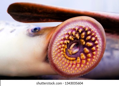Fish Parasites >> Fish Parasite Images Stock Photos Vectors Shutterstock Fish Parasites >> Fish Parasite Images Stock Photos Vectors Shutterstock